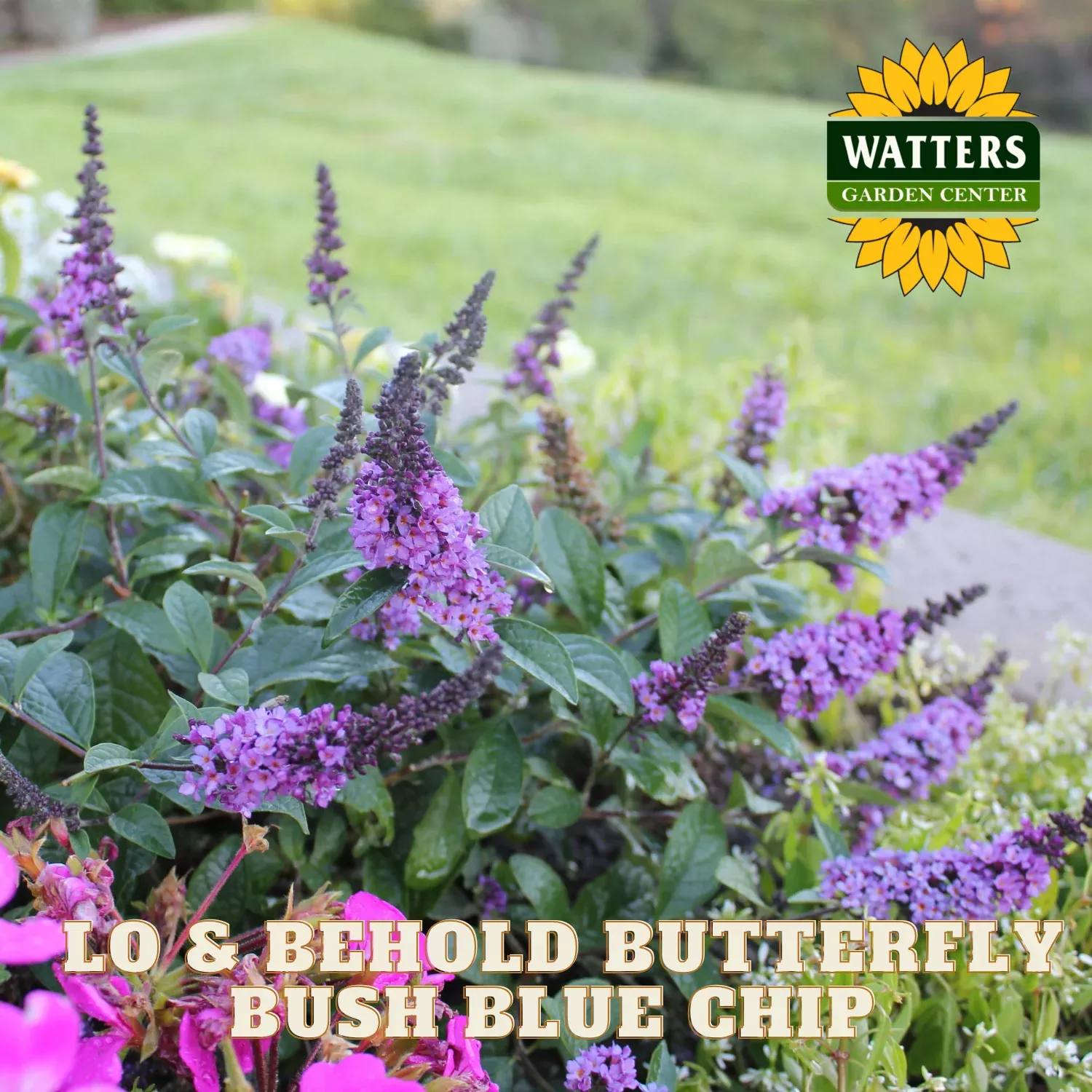 LO & BEHOLD BUTTERFLY BUSH BLUE CHIP 2gal