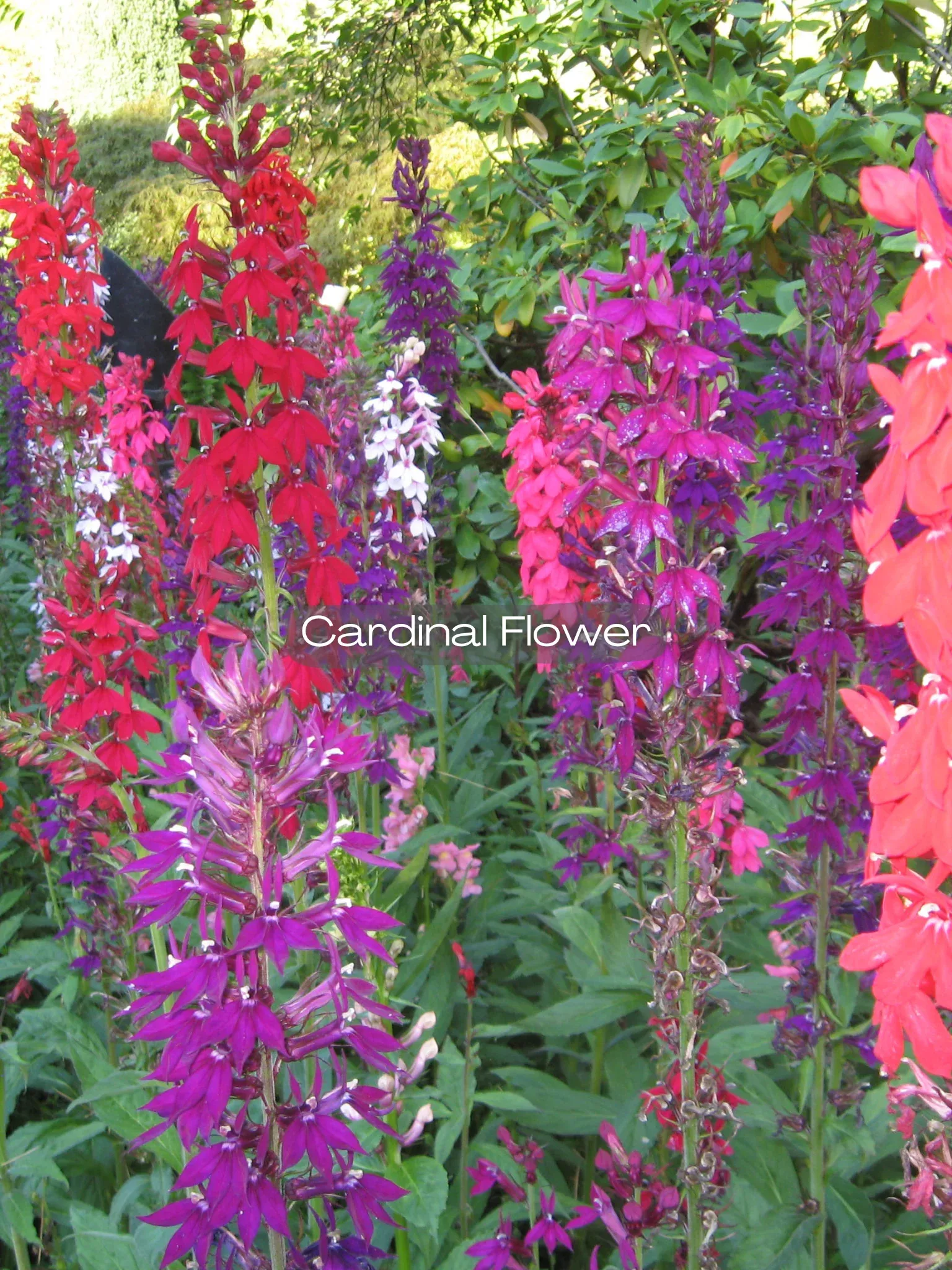 Lobelia