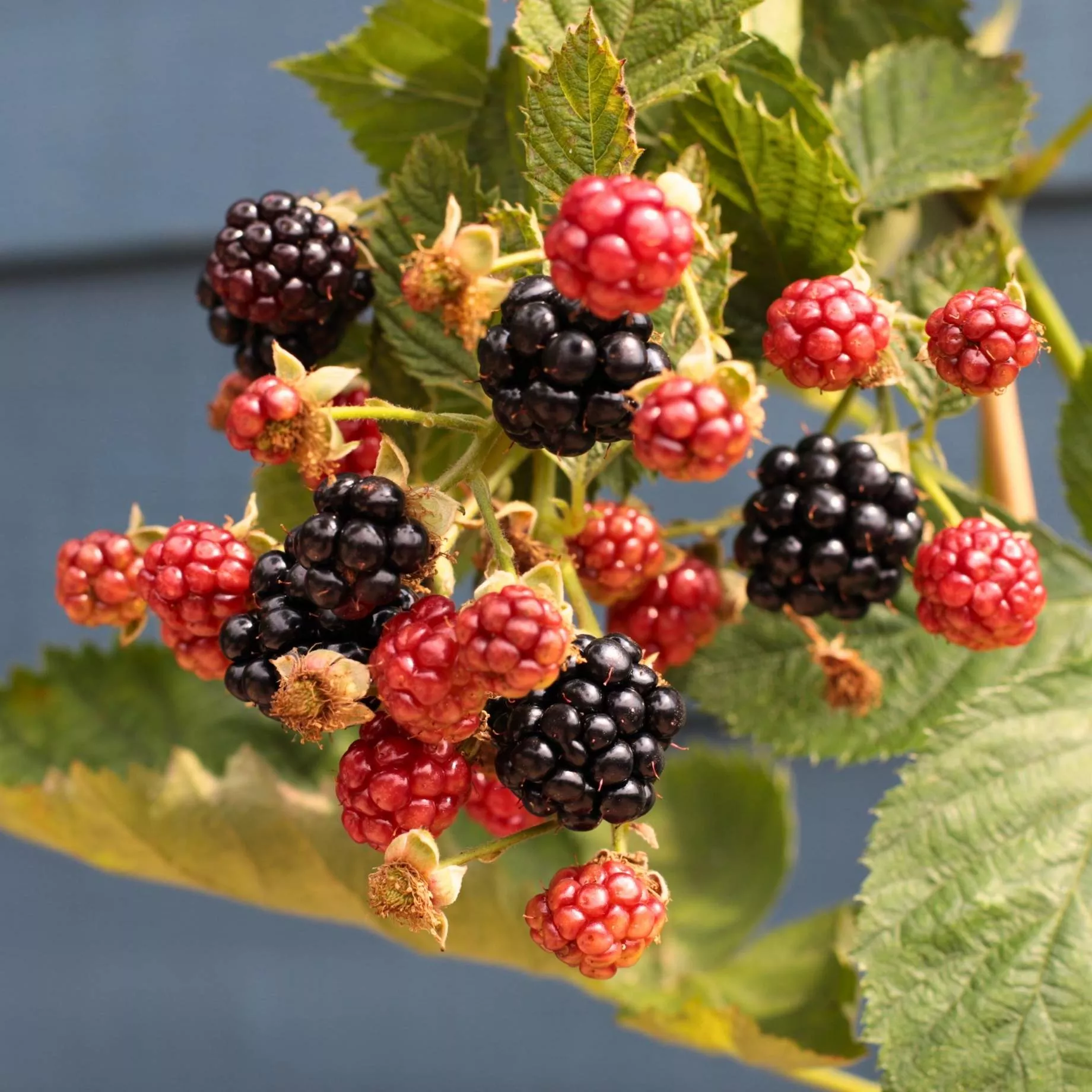 ‘Loch Ness’ Blackberry Plant
