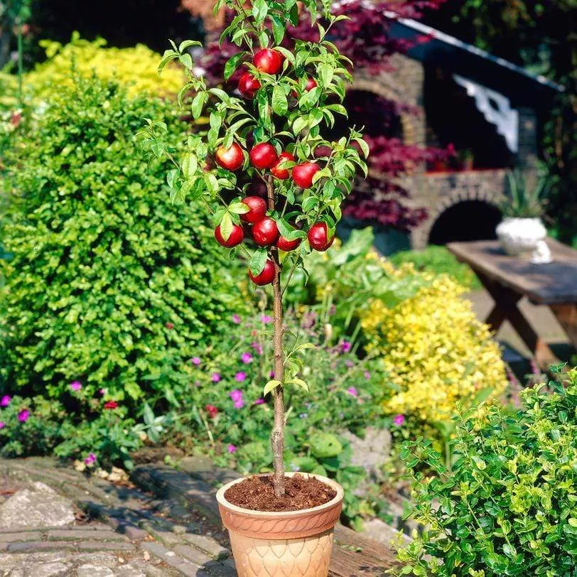 ‘Lord Napier’ Nectarine Tree