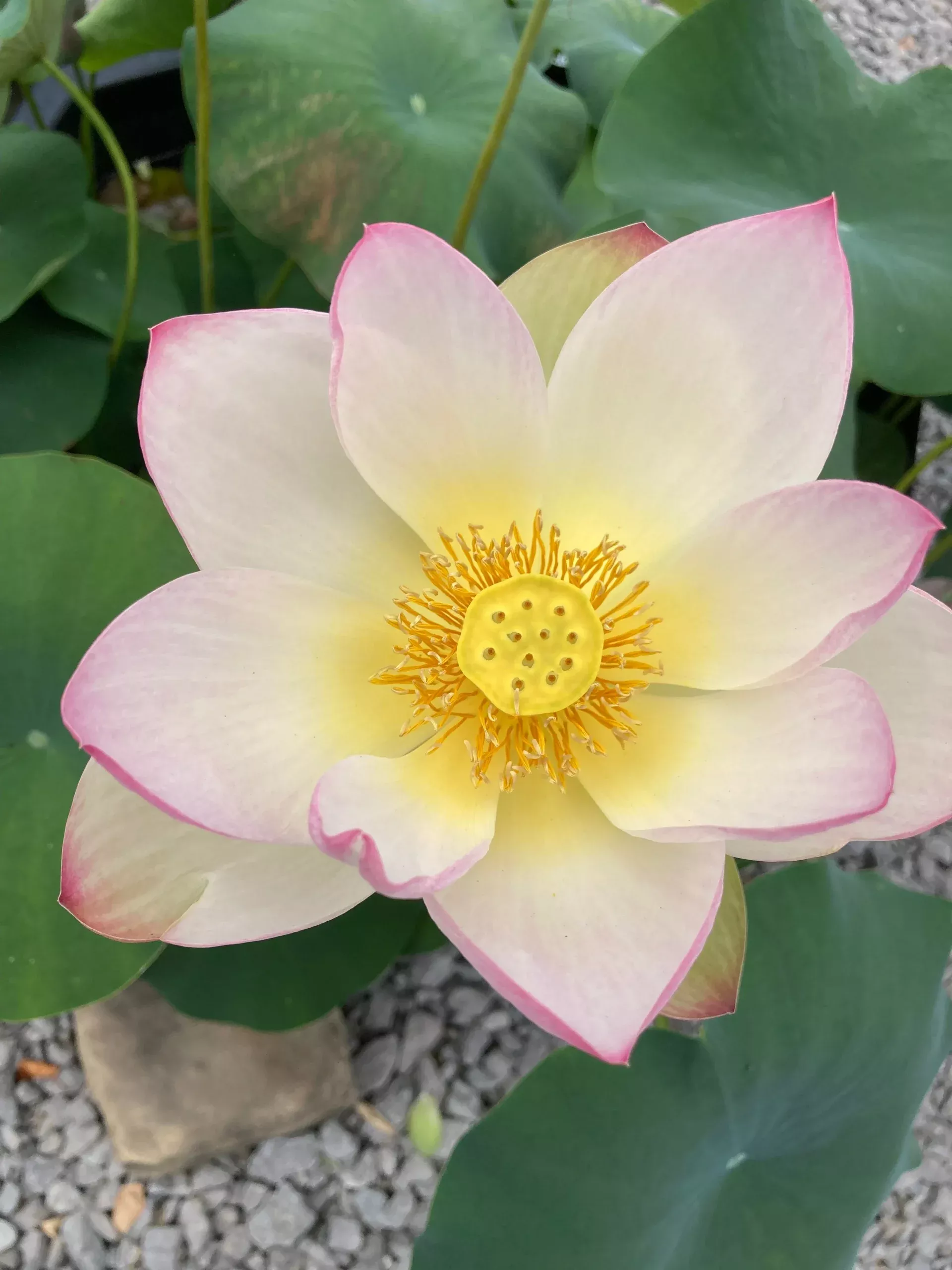 LOTUS – BUTTERFLY’S LOVE