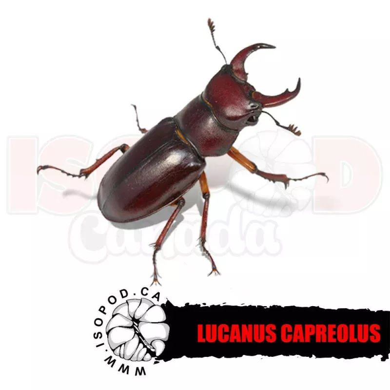 Lucanus capreolus - Capreolus Stag Beetle