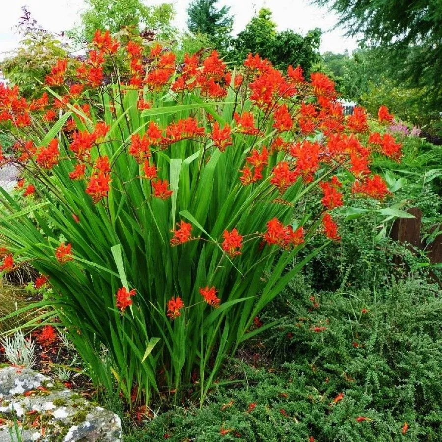 Lucifer Crocosmia