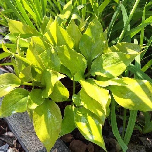 Luna Tick Hosta