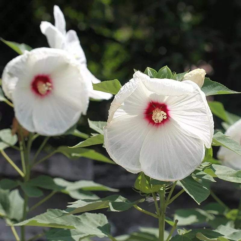 Luna White Hibiscus