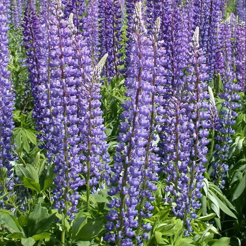 Lupine, Arroyo Blue (lb)