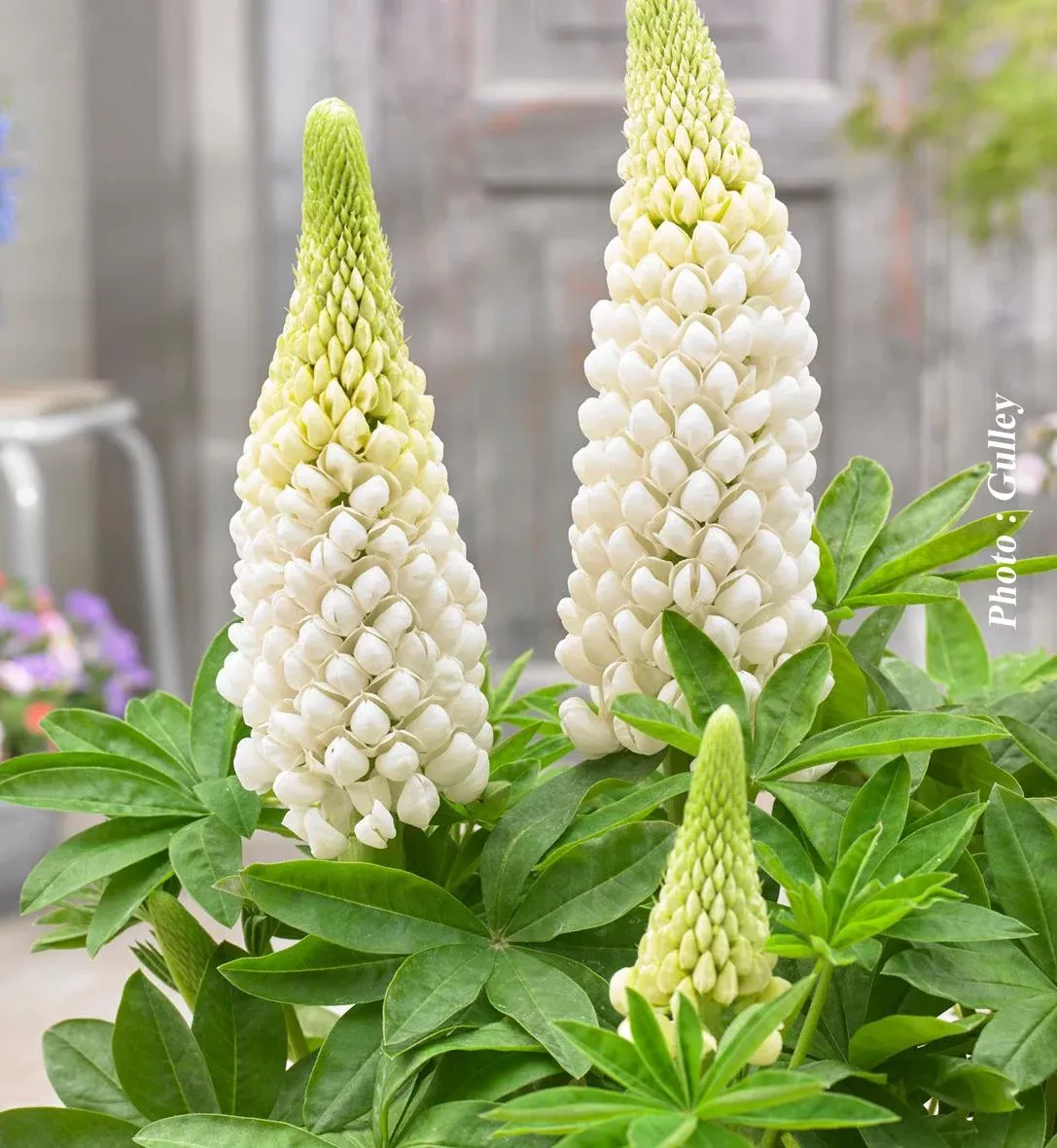 Lupinus Westcountry™ ‘Polar Princess’
