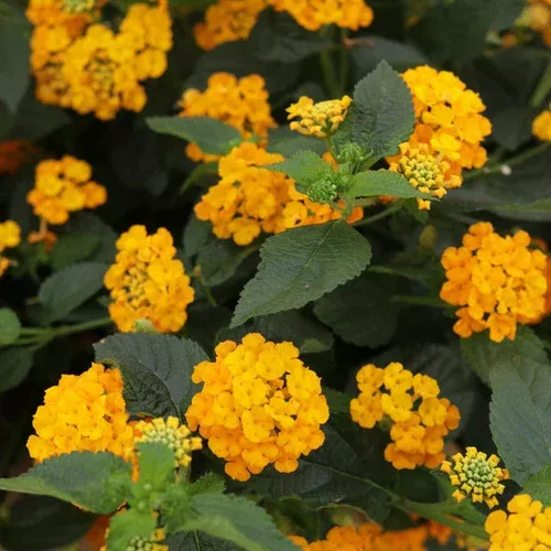 Luscious Goldengate™ Lantana