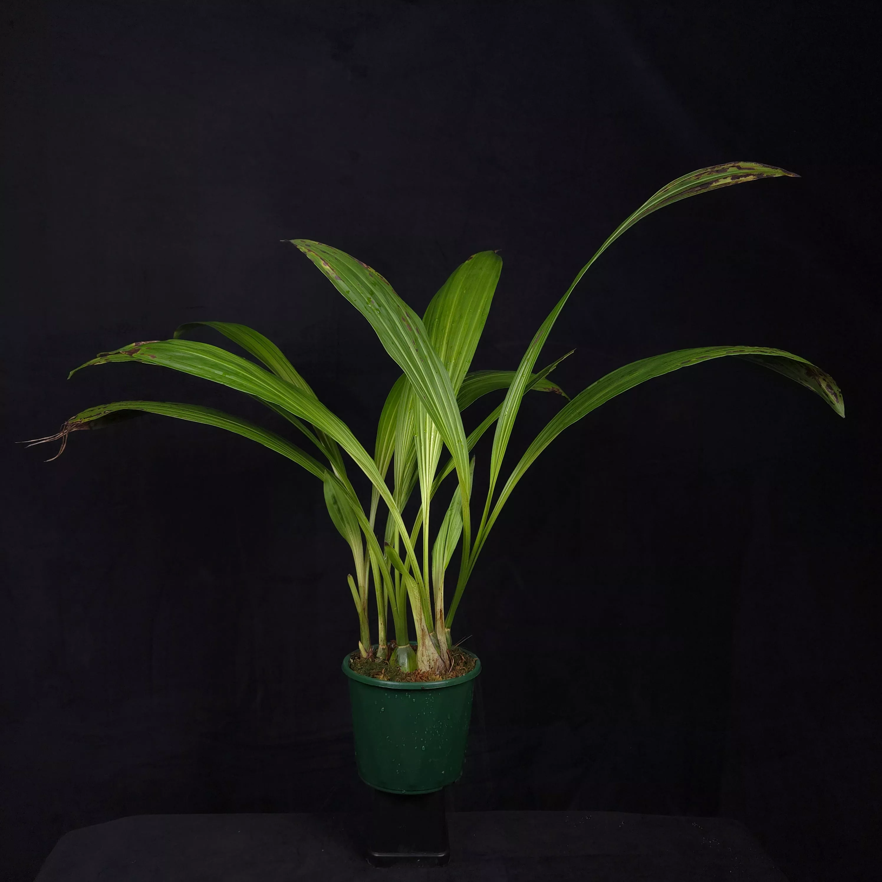 Lycaste ciliata