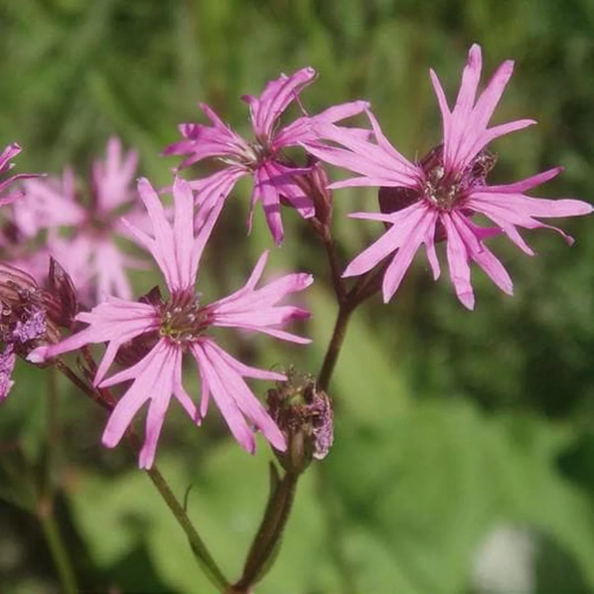 Lychnis flos-cuculi – Ragged Robin