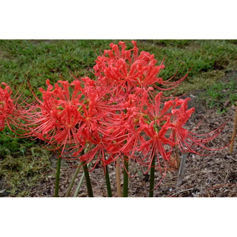 Lycoris radiata Louisiana Lately