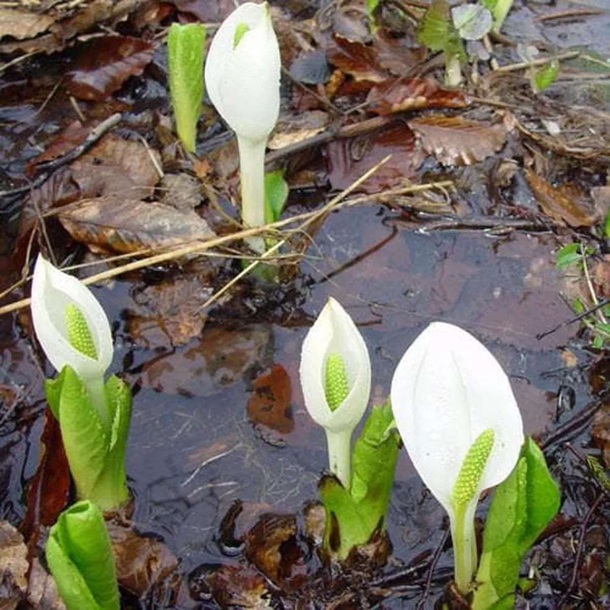 Lysichiton camtschatcensis – White Skunk Cabbage