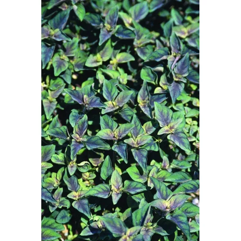 Lysimachia congestiflora Persian Carpet PPAF