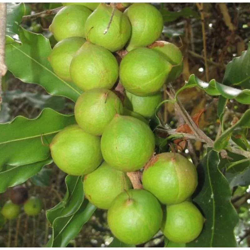 Macadamia integrifolia