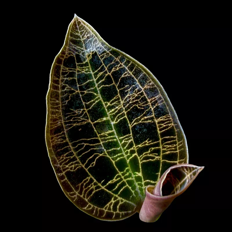 Macodes petola 'Dark Form'