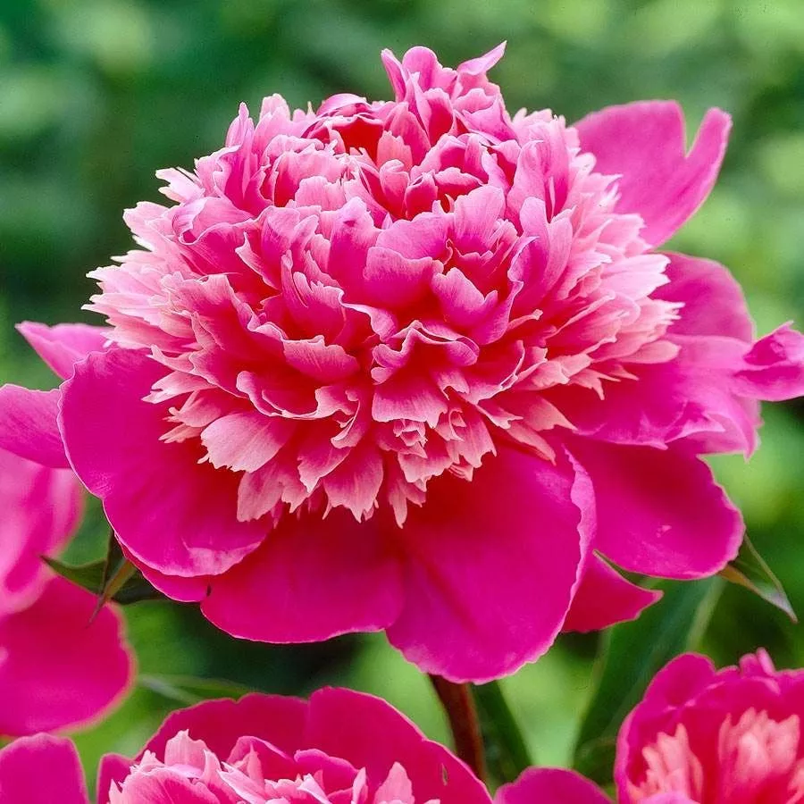 ‘Madame Emile Debatane’ Peony