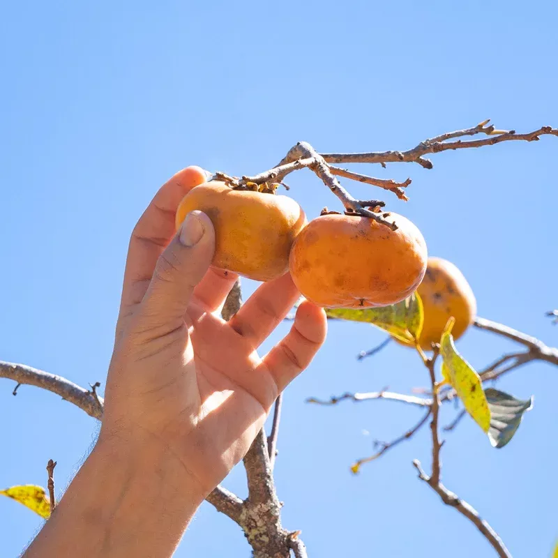 Maekawa Jiro Persimmon Tree