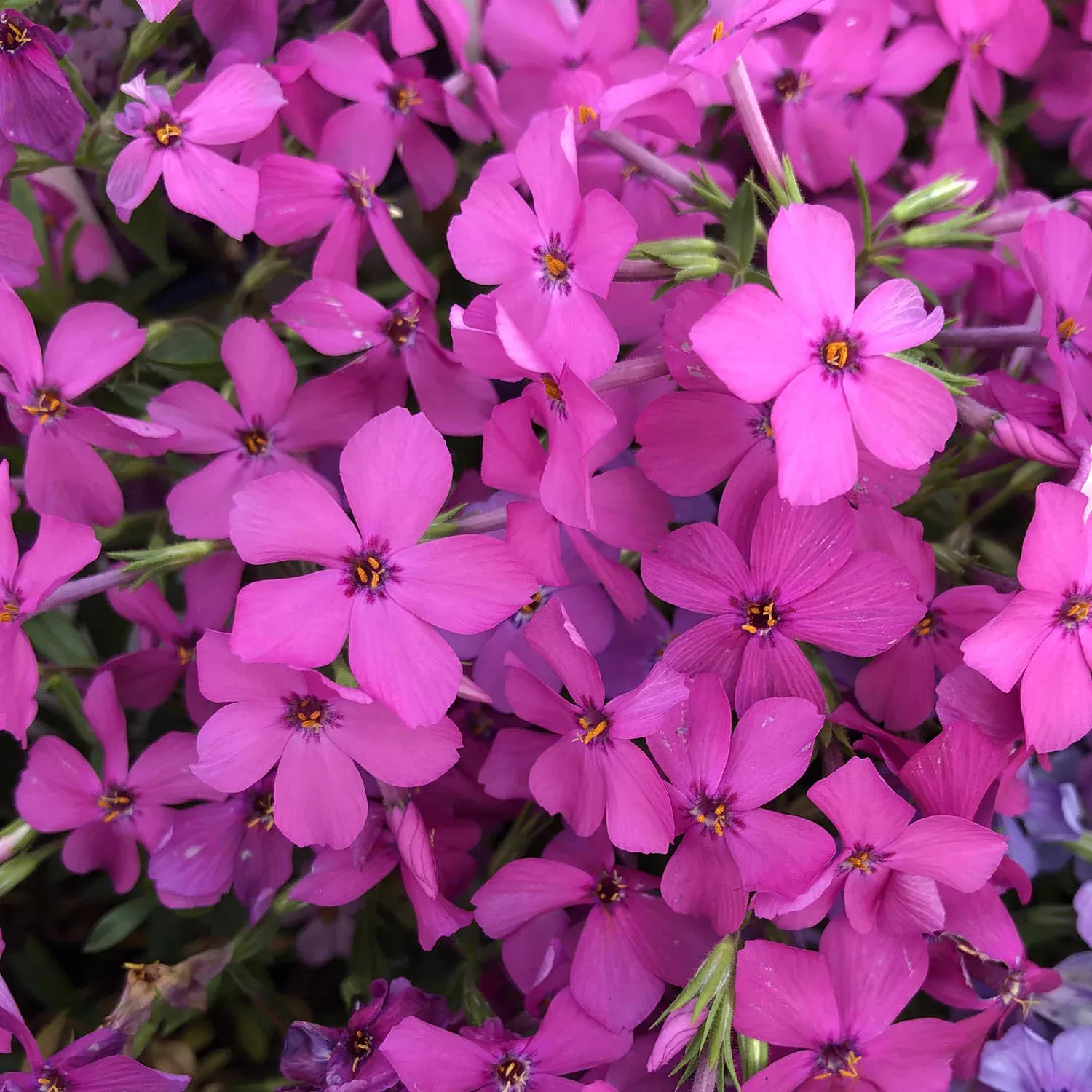 ‘Magenta Sprite’ Hybrid Spring Phlox