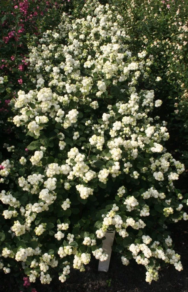 Magical Avalanche Snowberry