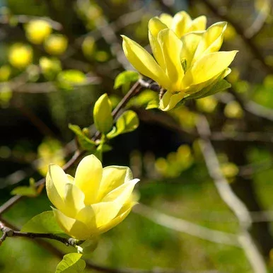 MAGNOLIA X `BUTTERFLIES`