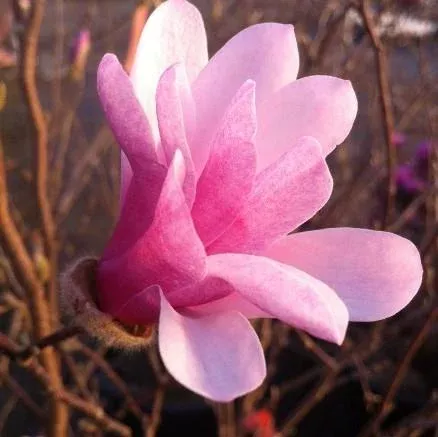 Magnolia x loebneri Leonard Messel