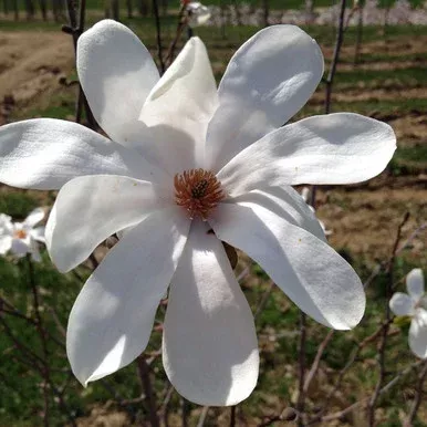 Magnolia x loebneri Merrill