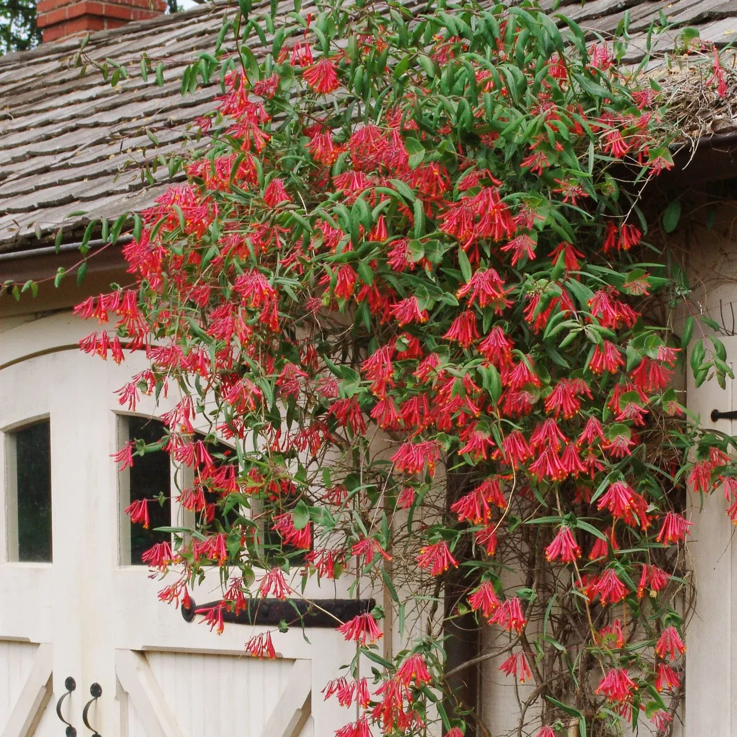 ‘Major Wheeler’ Honeysuckle Vine (Lonicera)