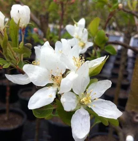 Malus ‘Dolgo’