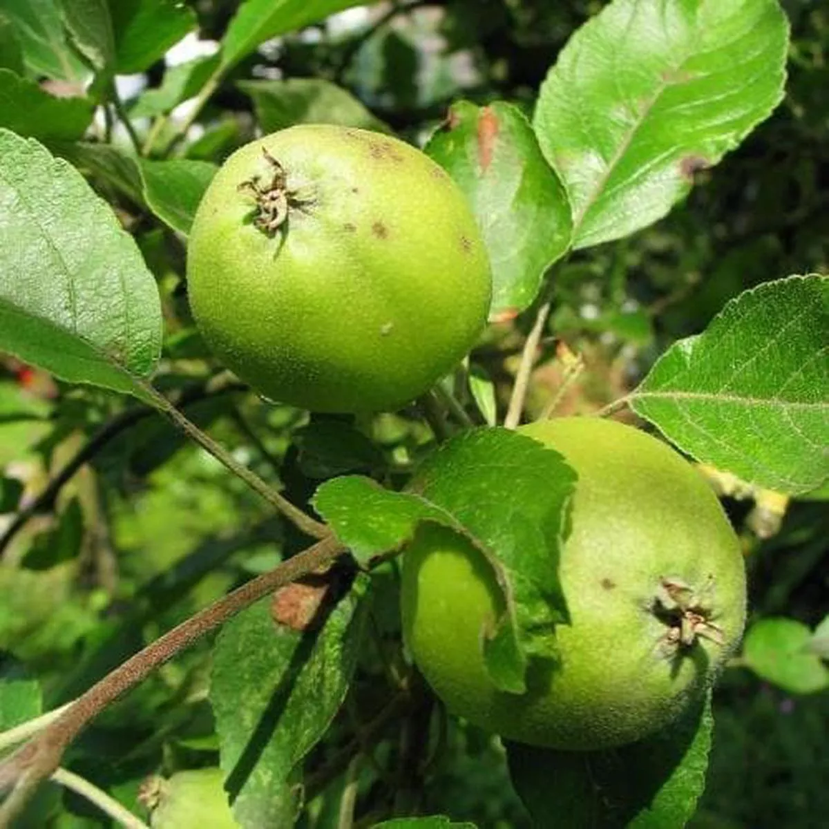 Malus sylvestris – Crabapple Bareroot | 1-2ft