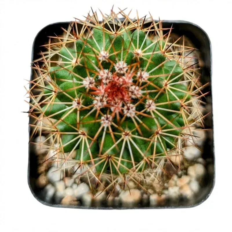 Mammillaria backebergiana ssp. ernestii