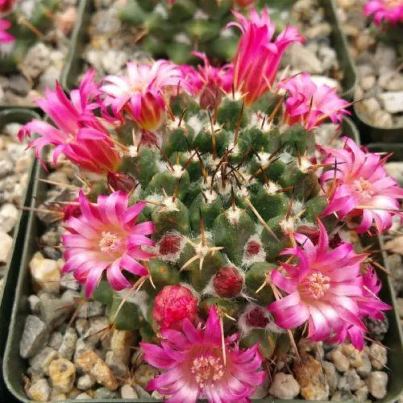 Mammillaria bucareliensis