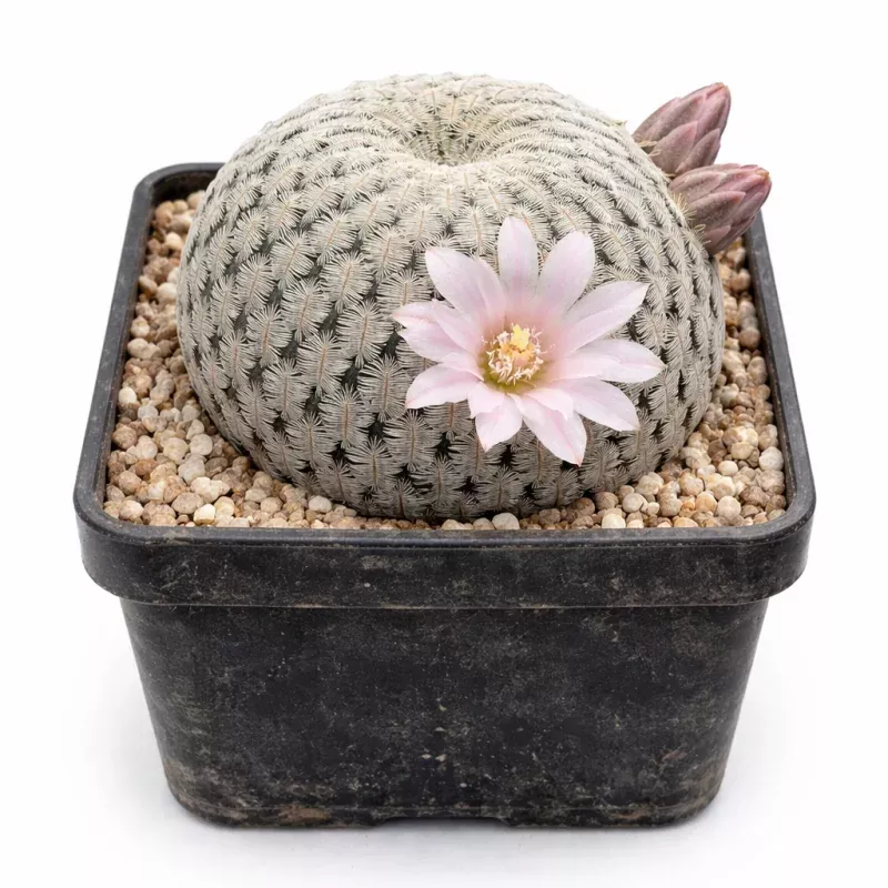 Mammillaria pectinifera SEEDS