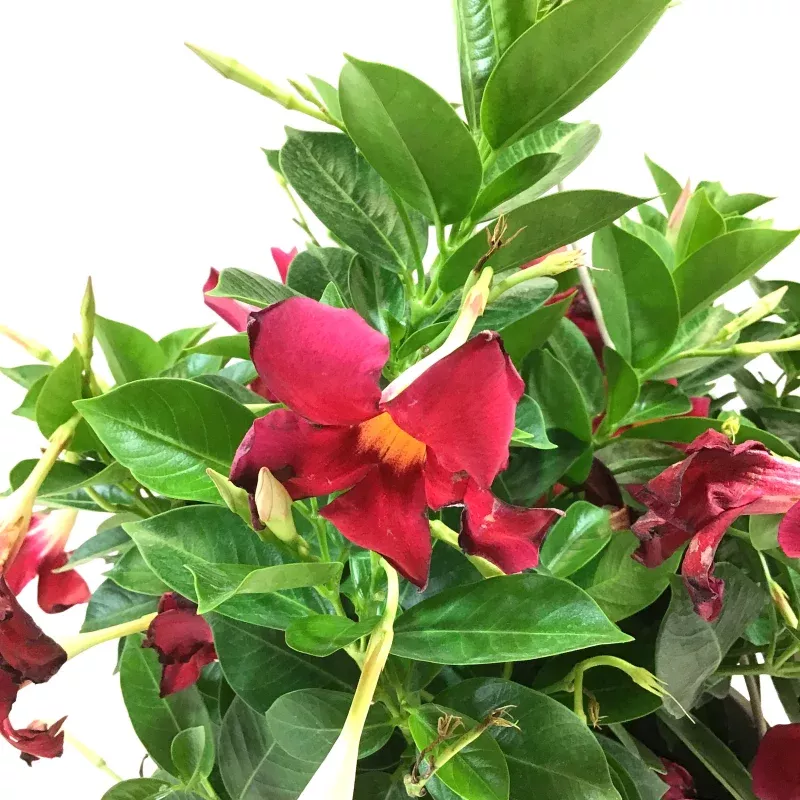 Mandevilla, 10in, Red, Hanging Basket