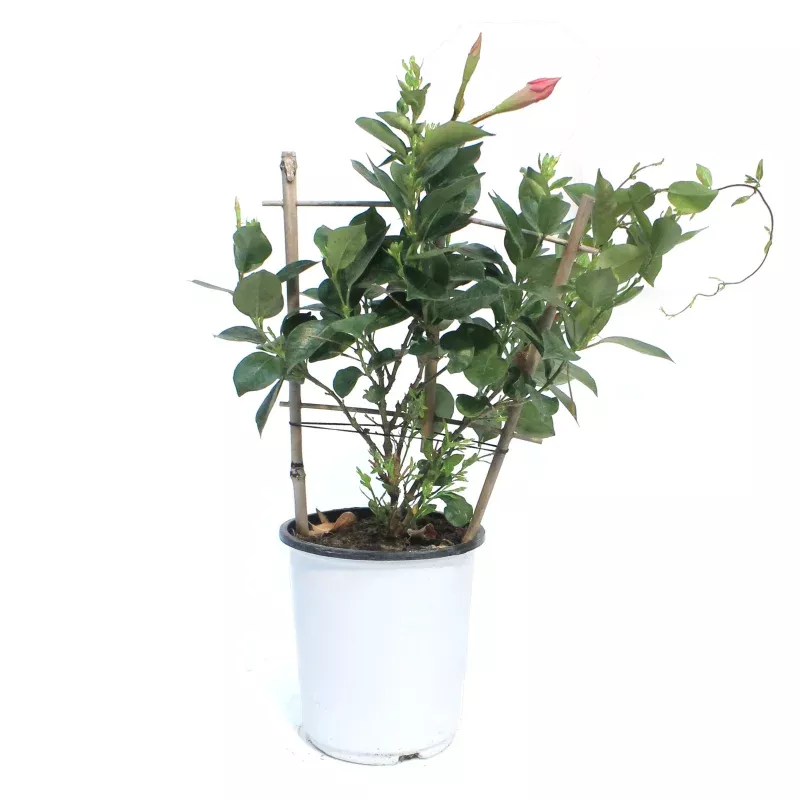Mandevilla, 6in, Trellis