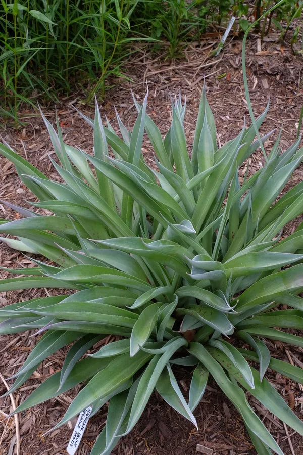 Manfreda virginica Downs Prairie AR