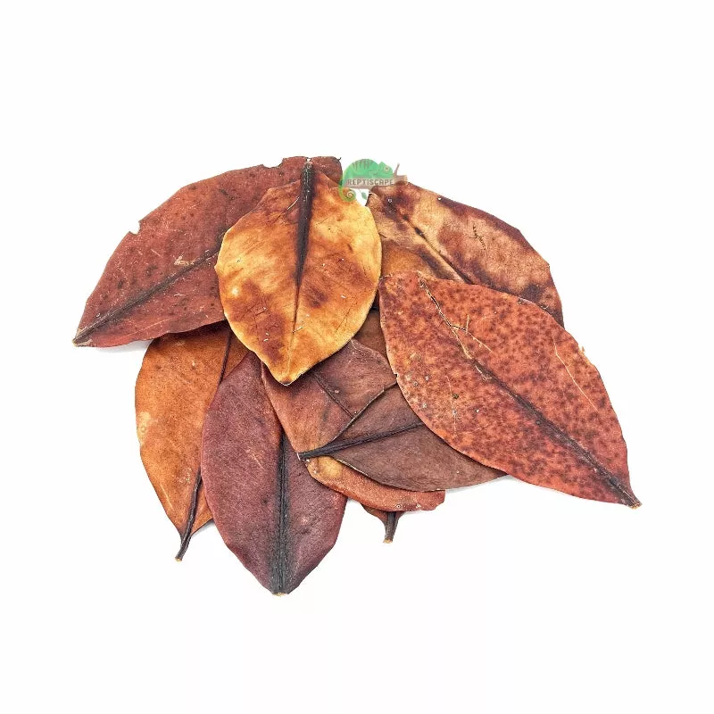 Mangrove Leaf Litter