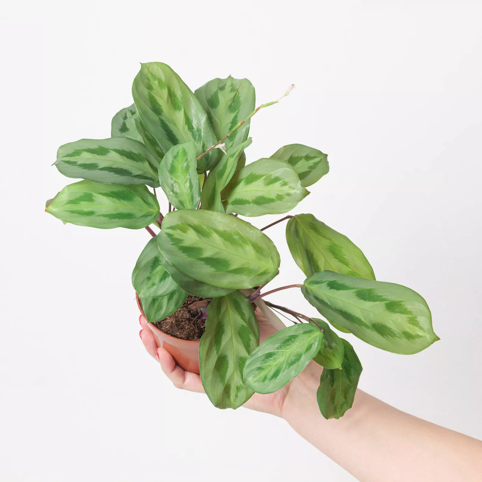 Maranta cristata 'Intense'