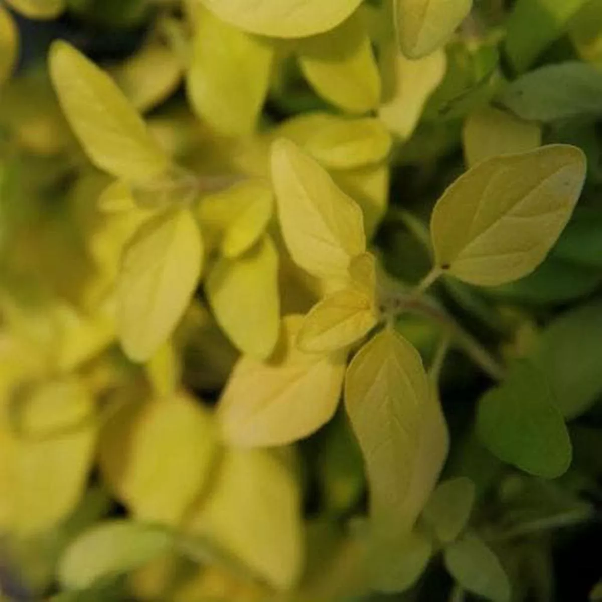 Marjoram, golden