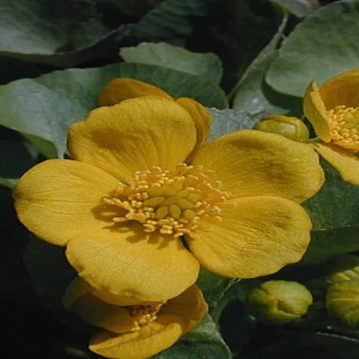 Marsh Marigold — Caltha palustris