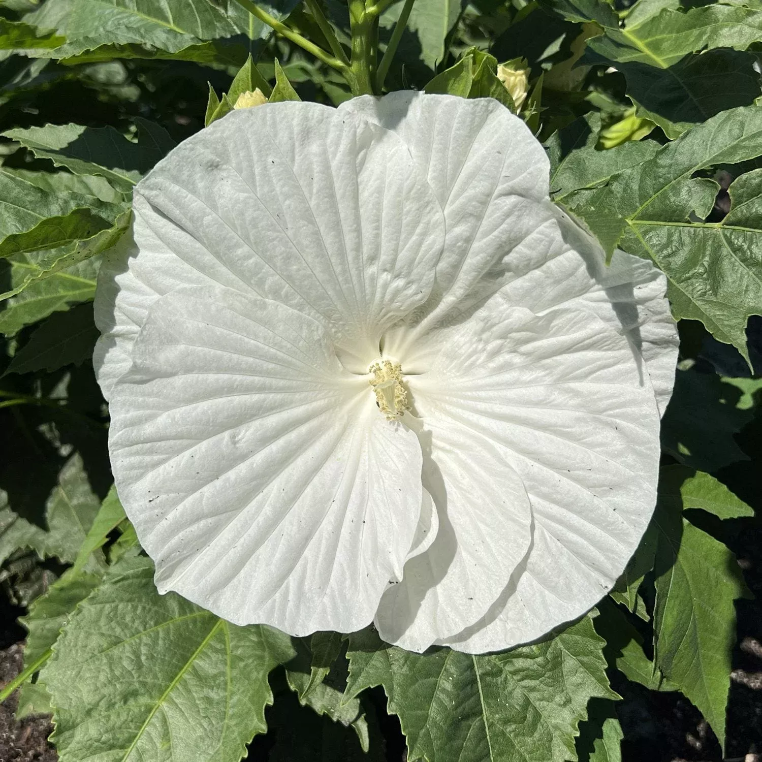 ‘Marshmallow Moon’ Rose Mallow (Hibiscus)