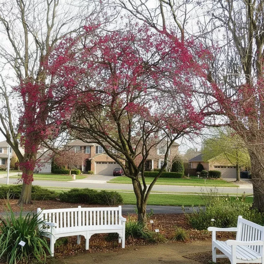 ‘Mastsubara Red’ Japanese Apricot