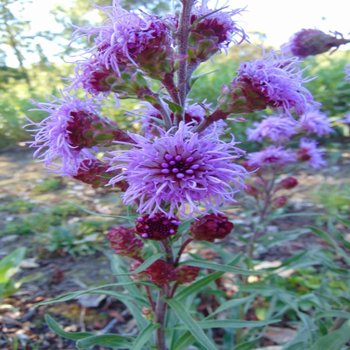 Meadow Blazing Star – Liatris ligulistylis