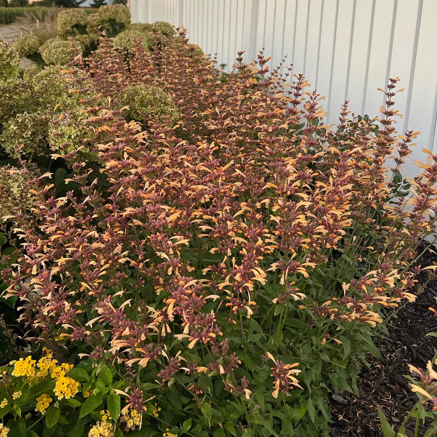 Meant To Bee ‘Queen Nectarine’ Hummingbird Mint (Agastache)