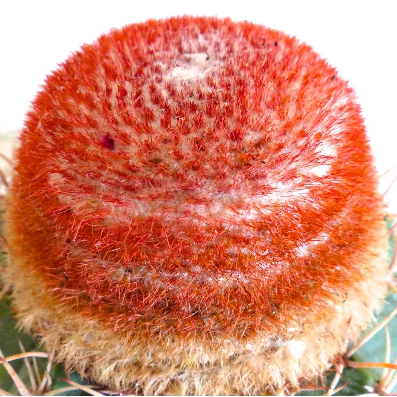 Melocactus matanzanus SEEDS