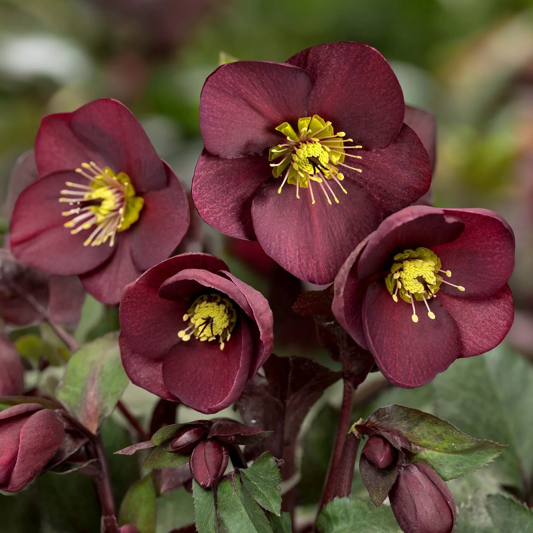 ‘Merlot’ Snow Rose | ‘Ice N’ Roses’ Series | Hellebore Gold Collection