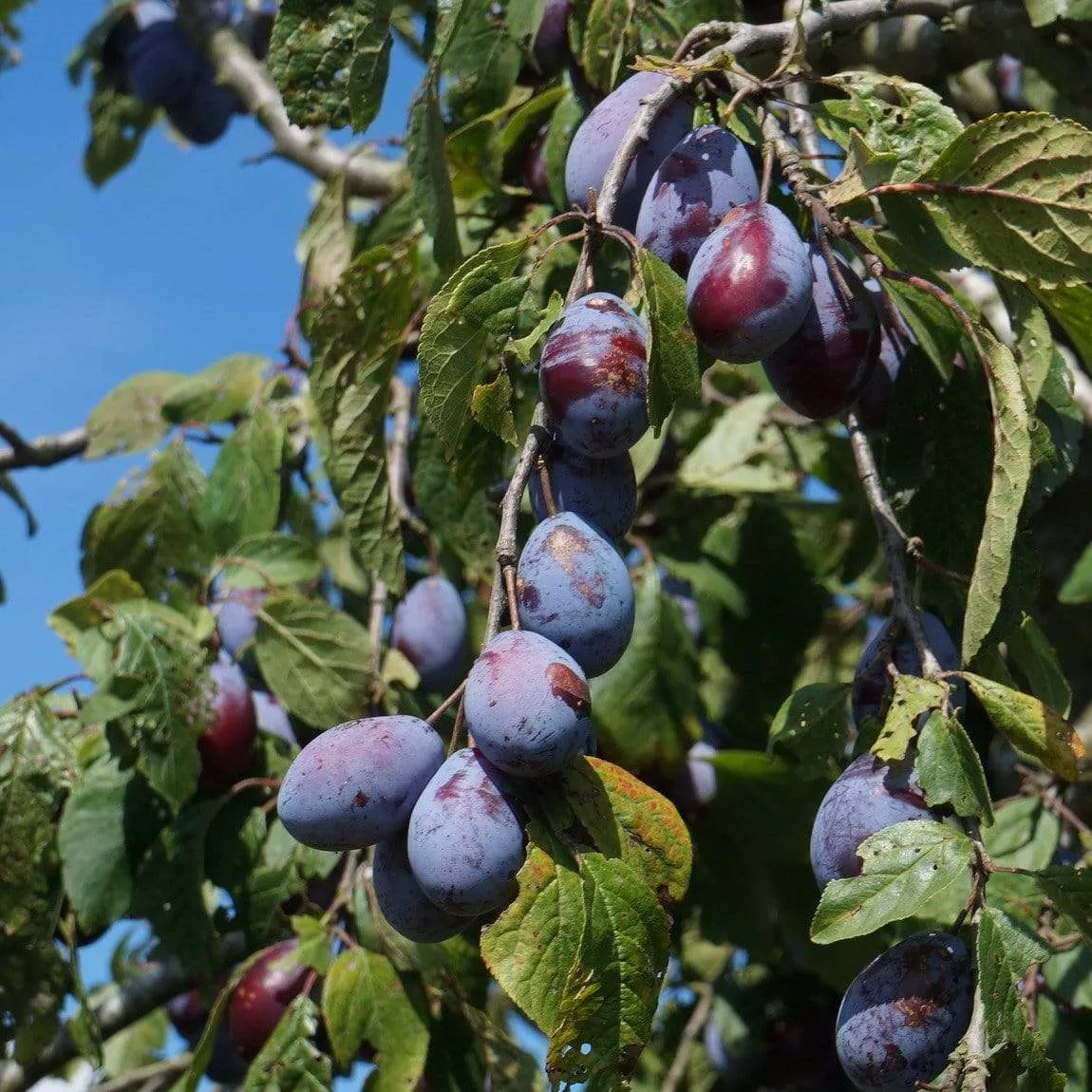 ‘Merryweather’ Damson Tree
