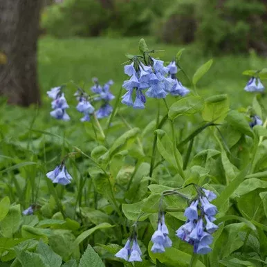 Mertensia virginica