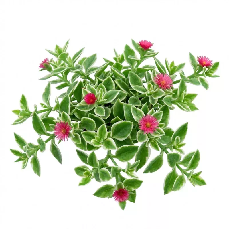 Mesembryanthemum 'Crystal' - Heartleaf Ice Plant