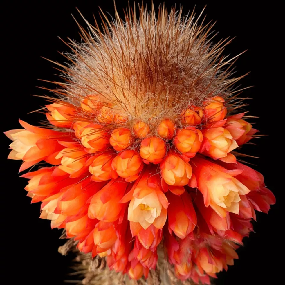 Micranthocereus flaviflorus SEEDS