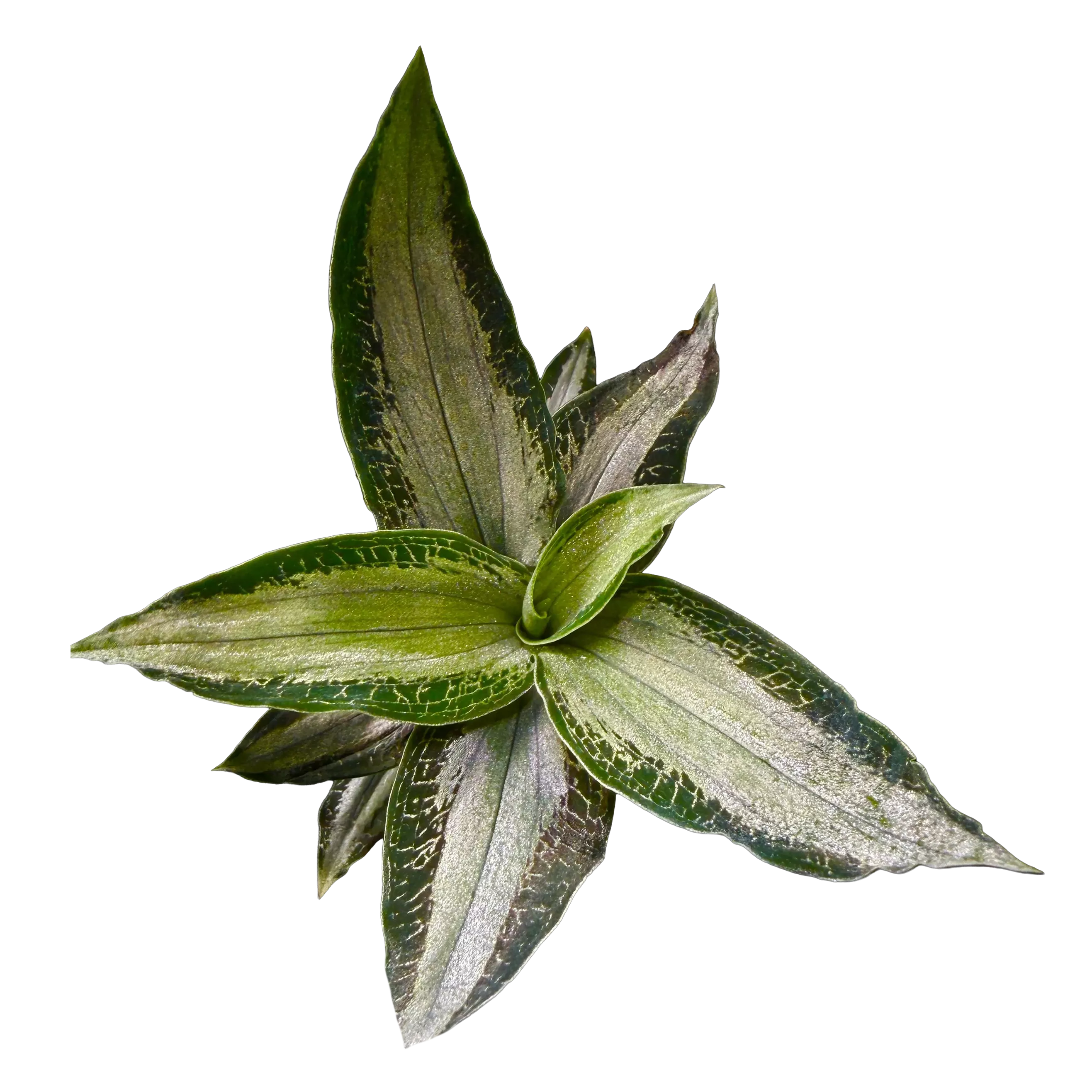 Microchilus argenteus (syn. Aspidogyne argentea) (WA Prohibited)